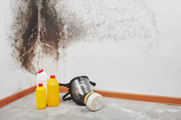 Best DIY Mold Remediation Support Services in Magna, UT