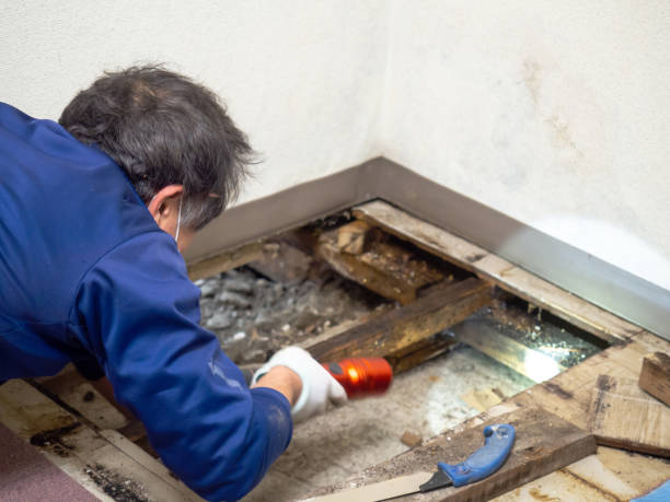 Best Mold Remediation for Specific Building Types in Magna, UT