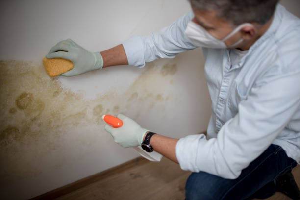 Best Insurance-Related Mold Remediation in Magna, UT