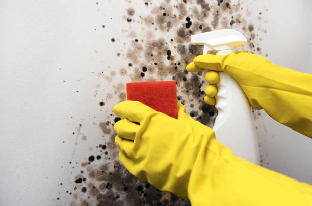 Best Black Mold Remediation in Magna, UT