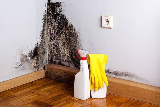 Best Mold Testing and Inspection Services in Magna, UT